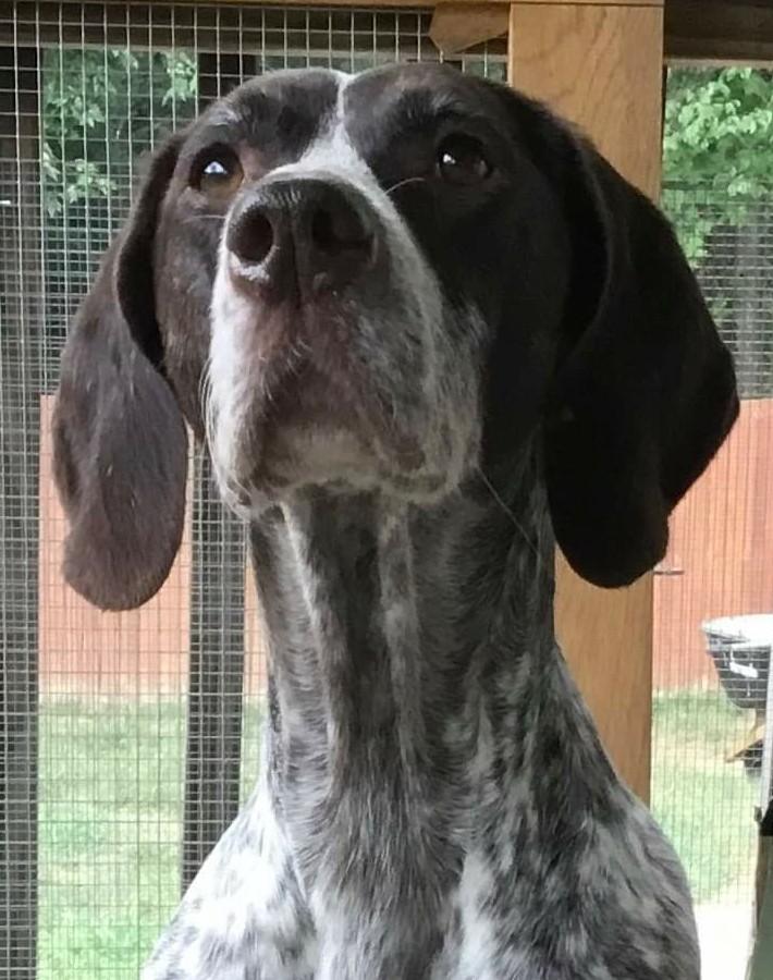 Jill - German Shorthaired Pointer