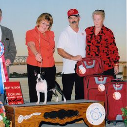 Boston Terrier All Grown Up from Zuran Show Dogs