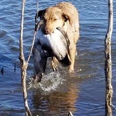 Chesapeake Bay Retriever and Labrador Retriever All Grown Up from Big Sioux Retrievers