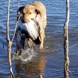 Chesapeake Bay Retriever and Labrador Retriever All Grown Up from Big Sioux Retrievers