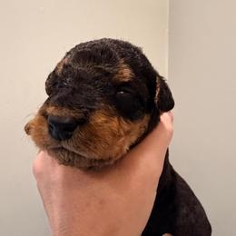 Baby Boy Purple - Black and tan male Airedale Terrier puppy in Mooresville, North Carolina from Farm 55