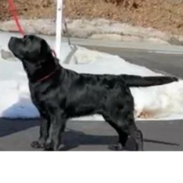 Dumpling - Labrador Retriever