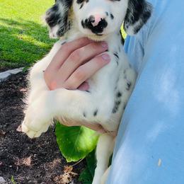Ghost Face - White and black male Dalmatian puppy in Bremen, Georgia from Clark’s Dalmatians