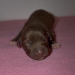 Thumper - Red & white male Australian Shepherd puppy in Windsor, New York from Double B Aussies