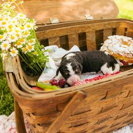 Poodle Puppies from Setting the Standard Poodles