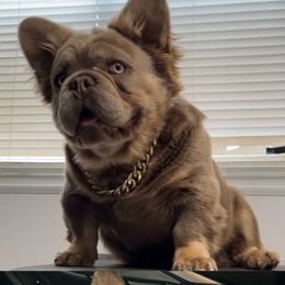 French Bulldog All Grown Up from westsidefrenchies