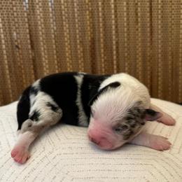 Girl 2: Blue Merle, full tail - Blue merle female Australian Shepherd puppy in St. Paul, Oregon from Raybell Ridge Farm