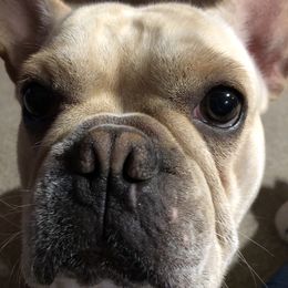 Whiskey - Companion Cross