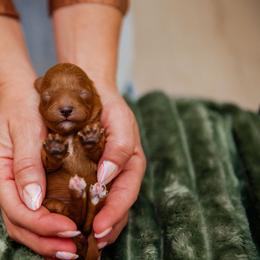 Bernedoodle, Cavapoo, Havanese, and Havapoo Puppies from Lady Paws Puppies - Cassie