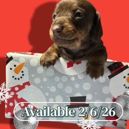 Chocolate Boy - Chocolate and tan male Dachshund puppy in Newark, Ohio from Freyja’s Legacy Dachshunds