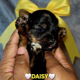DAISY - Black and tan female Yorkshire Terrier puppy in Eastpointe, Michigan from TLC Kennels TenderLittleCuties