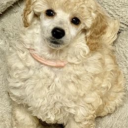Poodle Puppies from Zoelle Poodles