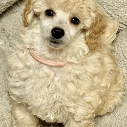 Poodle Puppies from Zoelle Poodles