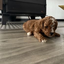 Max - Red male Cavapoo puppy in Osseo, Michigan from Smiths Fluffy butts