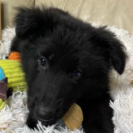 Isla - Black female German Shepherd puppy in Mc Minnville, Tennessee from Hobbs Family Shepherds