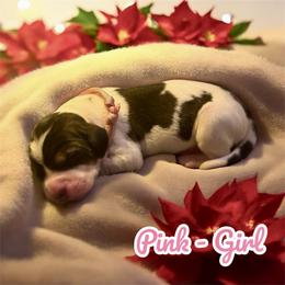 Pink Collar - Girl - Tri-colored female Treeing Walker Coonhound puppy in Lovelady, Texas from 3 Color’s Kennel Walker Division