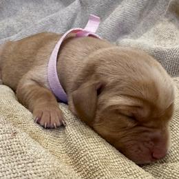 Girl 3 - female Labrador Retriever puppy in La Plata, Maryland from DeVoy Country Labs