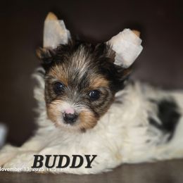 Buddy - Chocolate tan and white male Biewer Terrier puppy in Modesto, California from Granny's yorkshire Terrier Modesto California