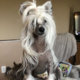 TJ - Chinese Crested