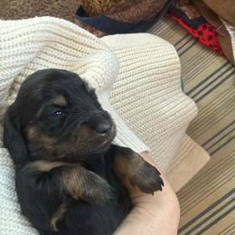 Colette - Black and tan female Dachshund puppy in Batavia, Illinois from Sandra's Dachshunds