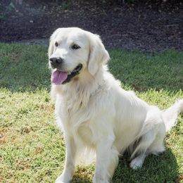 Bailey - Golden Retriever