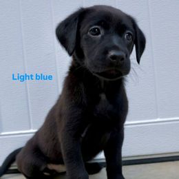 Girl 6 - Black female Labrador Retriever puppy in Disputanta, Virginia from Powells Creek Retreivers
