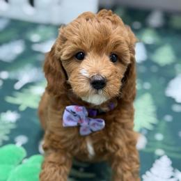 Felicity - purple collar - Red  female Goldendoodle puppy in Yuciapa, California from AlltheDoodlez_