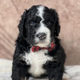 American Eskimo Dog and Bernedoodle Puppies from Shadow Kennels
