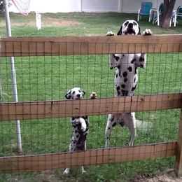 Dalmatian Puppies from Stagecoach Dalmatians