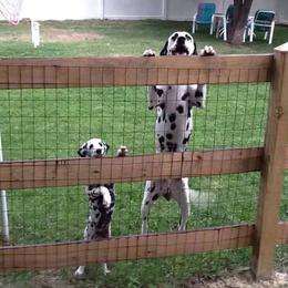 Dalmatian Puppies from Stagecoach Dalmatians