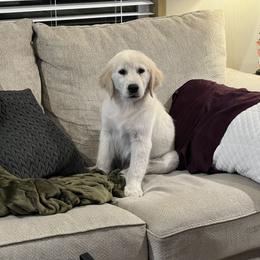 Golden Retriever Puppies from Wise-Taylor Goldens