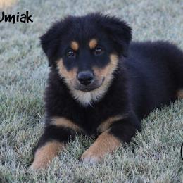 Umiak - Black tri male Miniature Australian Shepherd puppy in Garden Plain, Kansas from Krazy K Aussies