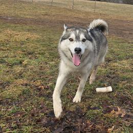 Banshee - Siberian Husky