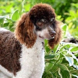 Sherlock - Poodle