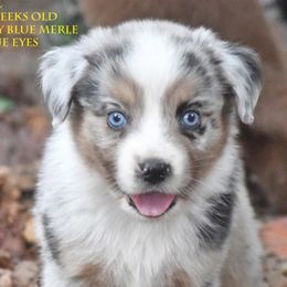 Cal - Blue merle male Miniature Australian Shepherd puppy in Patterson, North Carolina from DreamLine Aussies