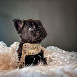 Peggy Jean aka PJ - Black and tan female French Bulldog puppy in Porter, Texas from Whatabulldog