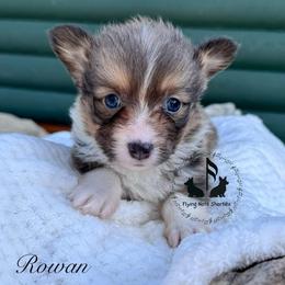 Bluie Rowan Full Fluffy With A Tail - Blue male Pembroke Welsh Corgi puppy in Casper, Wyoming from Flying Note Shorties