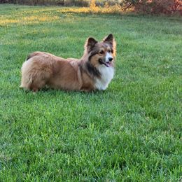JJ - Pembroke Welsh Corgi