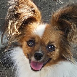 Hannah - White and sable female Papillon puppy in Fulton, Missouri from Papillon Love