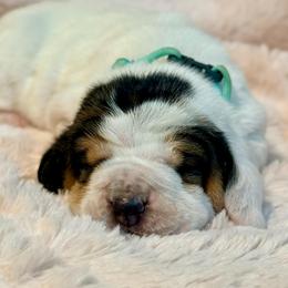 Pearl - Black white and brown female Basset Hound puppy in Edmonton, Kentucky from RiverBottom Bassets