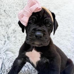Minty - Black female Great Dane puppy in Sac City, Iowa from Northern Great Danes of Colorado & Iowa