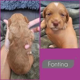 Fontina - Golden female Cockapoo puppy in Zanesville, Ohio from Southtown Doodles LLC