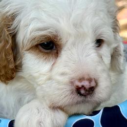 Blaze - Cream male Poodle puppy in Lakeland, Florida from Gulfside Poodles