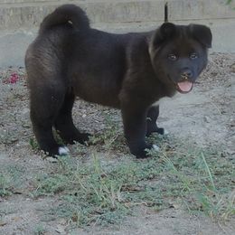 Akita Puppies from Folklore Akitas