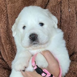 Ariel - White female Great Pyrenees puppy in Antwerp, New York from Empyre Great Pyrenees