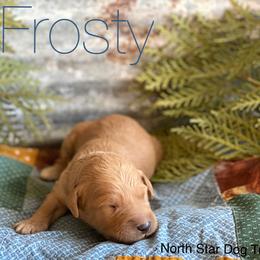 Goldendoodle Puppies from North Star Dog Training