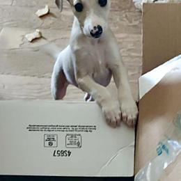 Bo - Fawn male Whippet puppy in Tulsa, Oklahoma from Kaizen Show Dogs