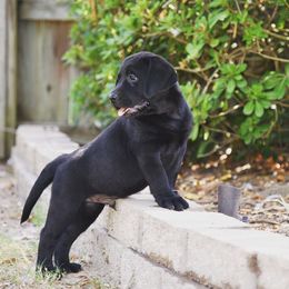 Labrador Retriever Puppies from Tamerlane Labradors