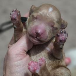 Black Collar Boy - Red  male Goldendoodle puppy in Vernon, Texas from Sugarland's Texas Goldendoodles