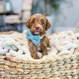 Cypress - Red  male Goldendoodle puppy in Sulphur, Louisiana from Curly Q’s Of Carlyss